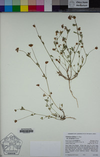 Trifolium bifidum image