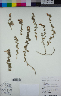 Antirrhinum hispanicum image