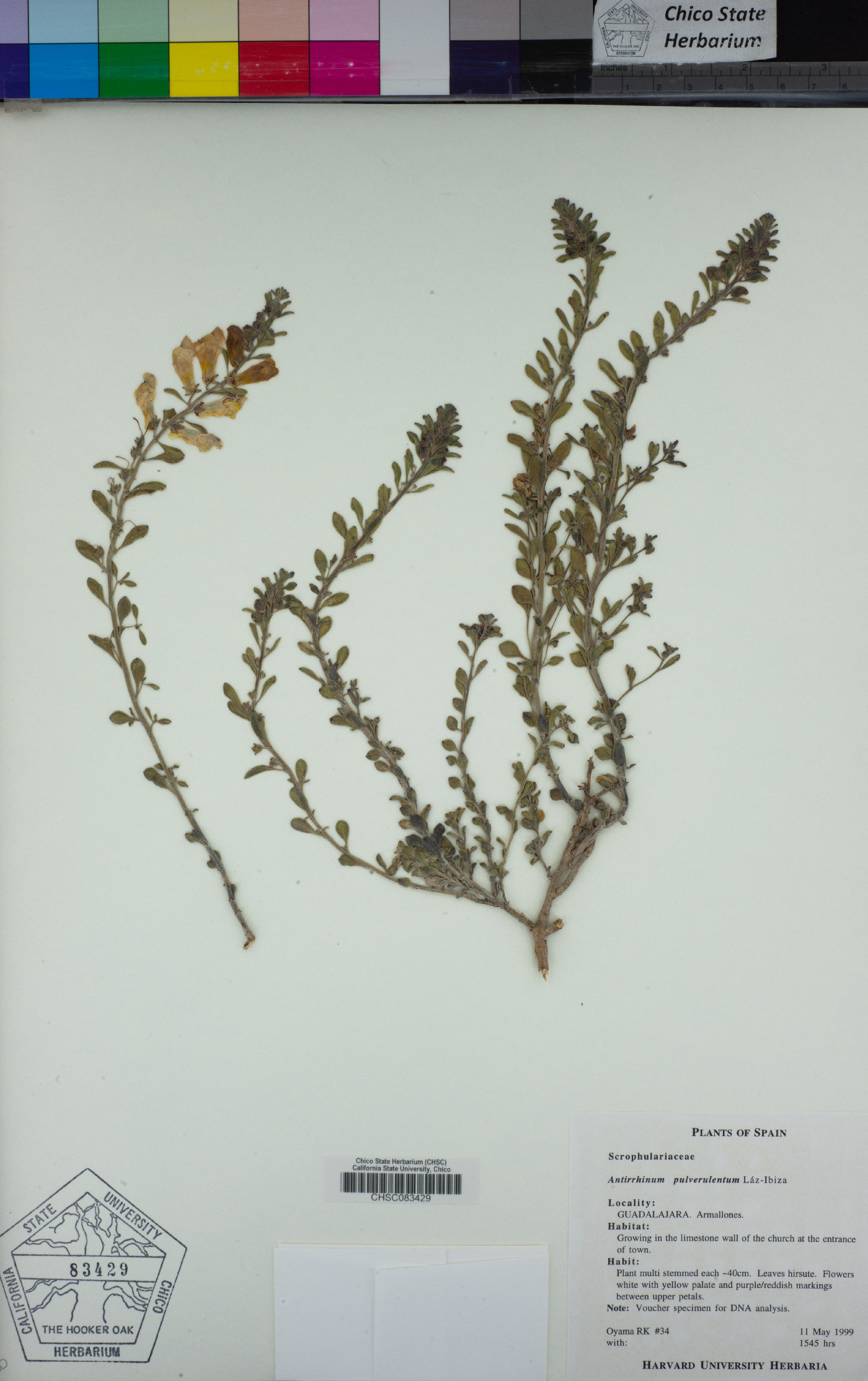 Antirrhinum pulverulentum image