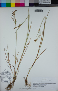 Juncus articulatus image