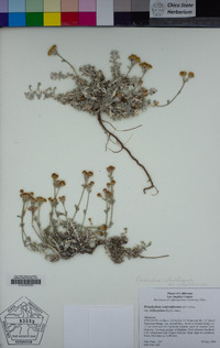 Eriophyllum confertiflorum image