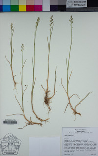 Poa compressa image