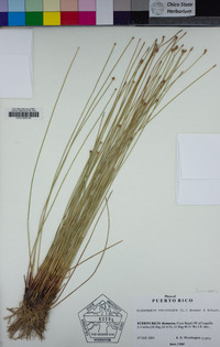 Eleocharis geniculata image