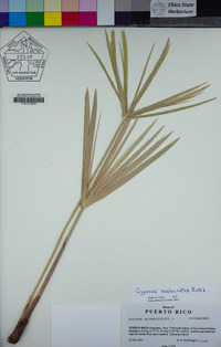 Cyperus involucratus image