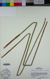 Image of Eleocharis elegans