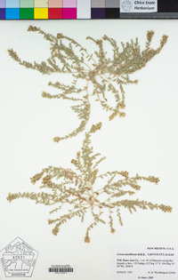 Cressa truxillensis image