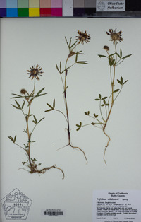 Trifolium willdenovii image