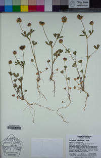 Trifolium ciliolatum image