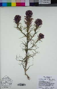 Castilleja exserta subsp. exserta image