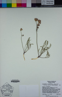 Lomatium caruifolium image