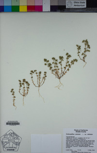 Scleranthus annuus subsp. annuus image