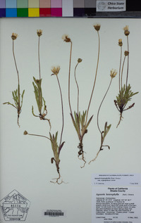 Agoseris heterophylla image