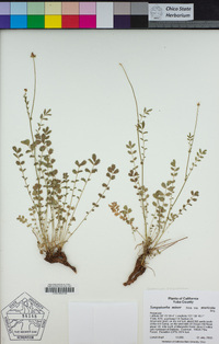 Poterium sanguisorba image