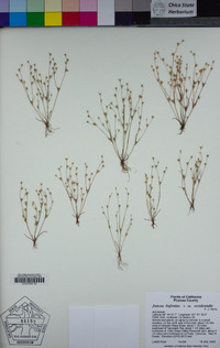 Juncus bufonius image