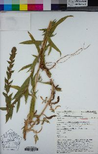 Epilobium densiflorum image