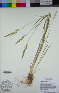 Agrostis exarata image