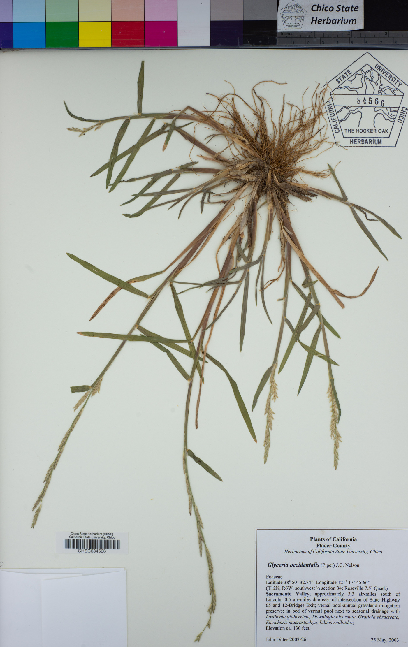 Glyceria × occidentalis image