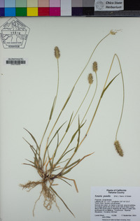 Setaria pumila image