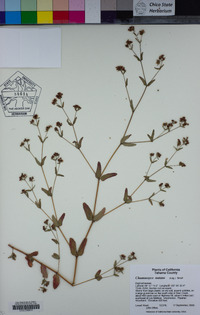 Euphorbia nutans image