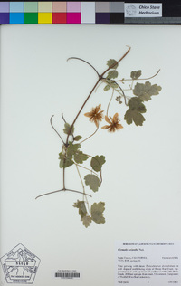 Clematis lasiantha image