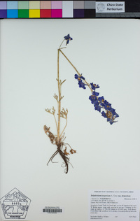 Delphinium hesperium subsp. hesperium image