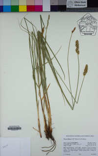 Carex densa image