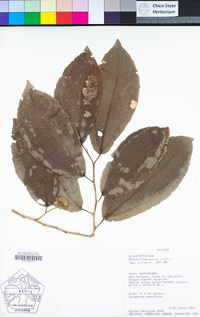 Image of Neosprucea pedicellata