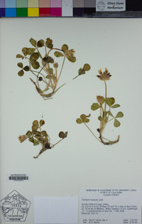 Trifolium fucatum image