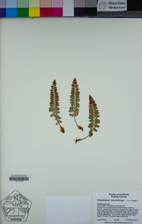 Polystichum kruckebergii image