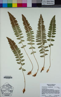 Polystichum scopulinum image