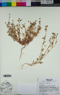 Polemonium micranthum image