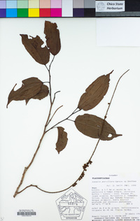 Image of Lunania parviflora
