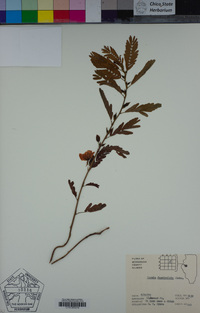 Chamaecrista fasciculata image