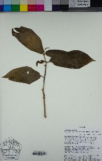 Image of Trichostigma peruvianum