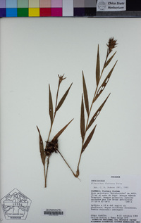 Image of Elleanthus blatteus