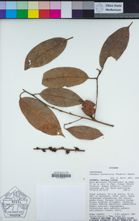 Image of Pouteria bilocularis