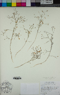 Navarretia leptalea subsp. leptalea image