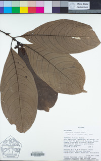 Image of Psychotria gentryi