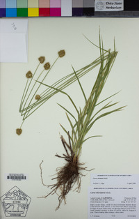 Carex abrupta image