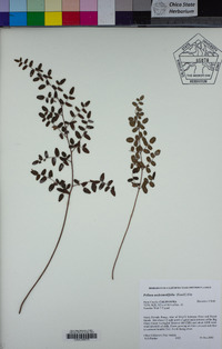 Pellaea andromedifolia image