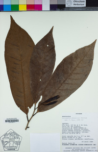 Image of Anaxagorea phaeocarpa