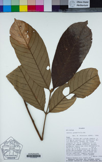 Image of Guarea grandifolia