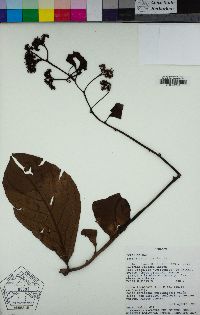 Image of Tournefortia bicolor