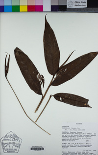 Image of Heliconia hirsuta