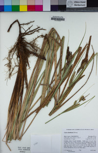 Carex barbarae image