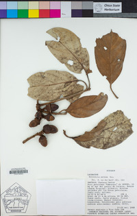 Image of Endlicheria sericea