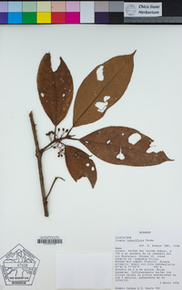 Image of Vismia lateriflora