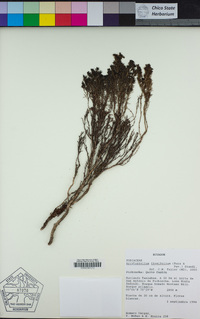 Image of Arcytophyllum thymifolium
