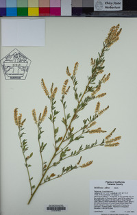 Melilotus albus image