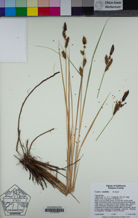 Carex nudata image